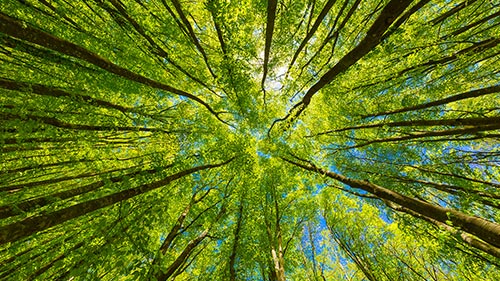green forest view from below