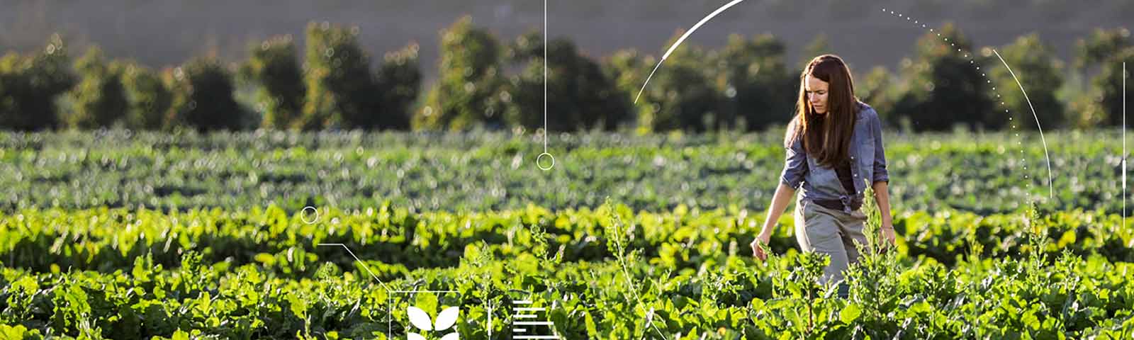 Woman in a field of crops