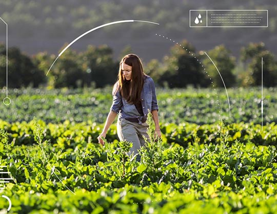 Woman in a field of crops