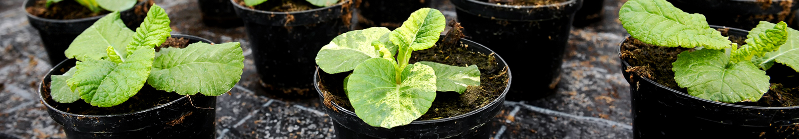 Plants grow in Hortica's connected cultivation environment