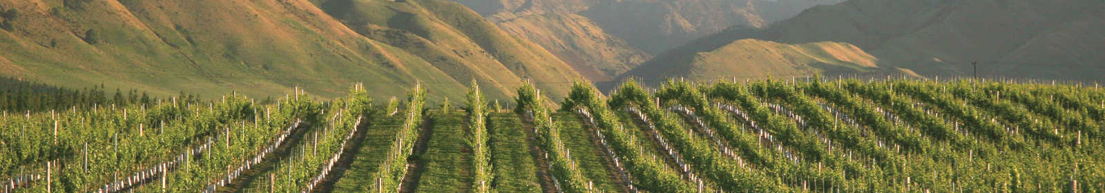 Vineyard with mountains