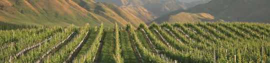 Vineyard with mountains