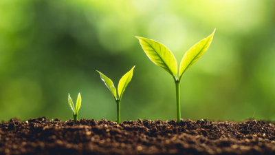 Small plants growing