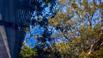 Trees next to a building