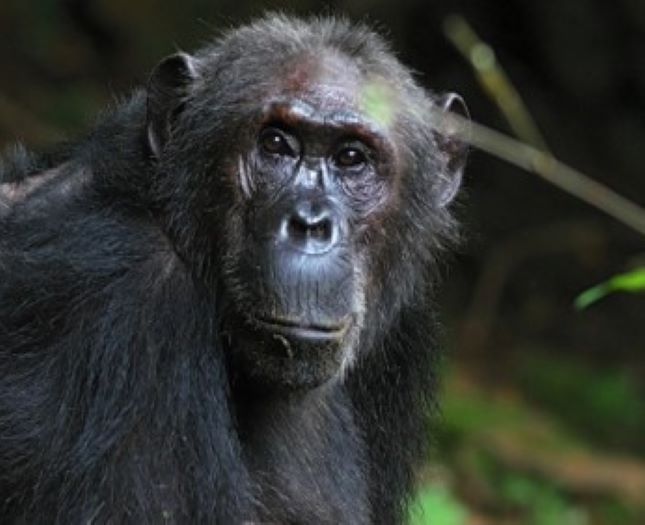 Image depicts a chimpanzee in the woods